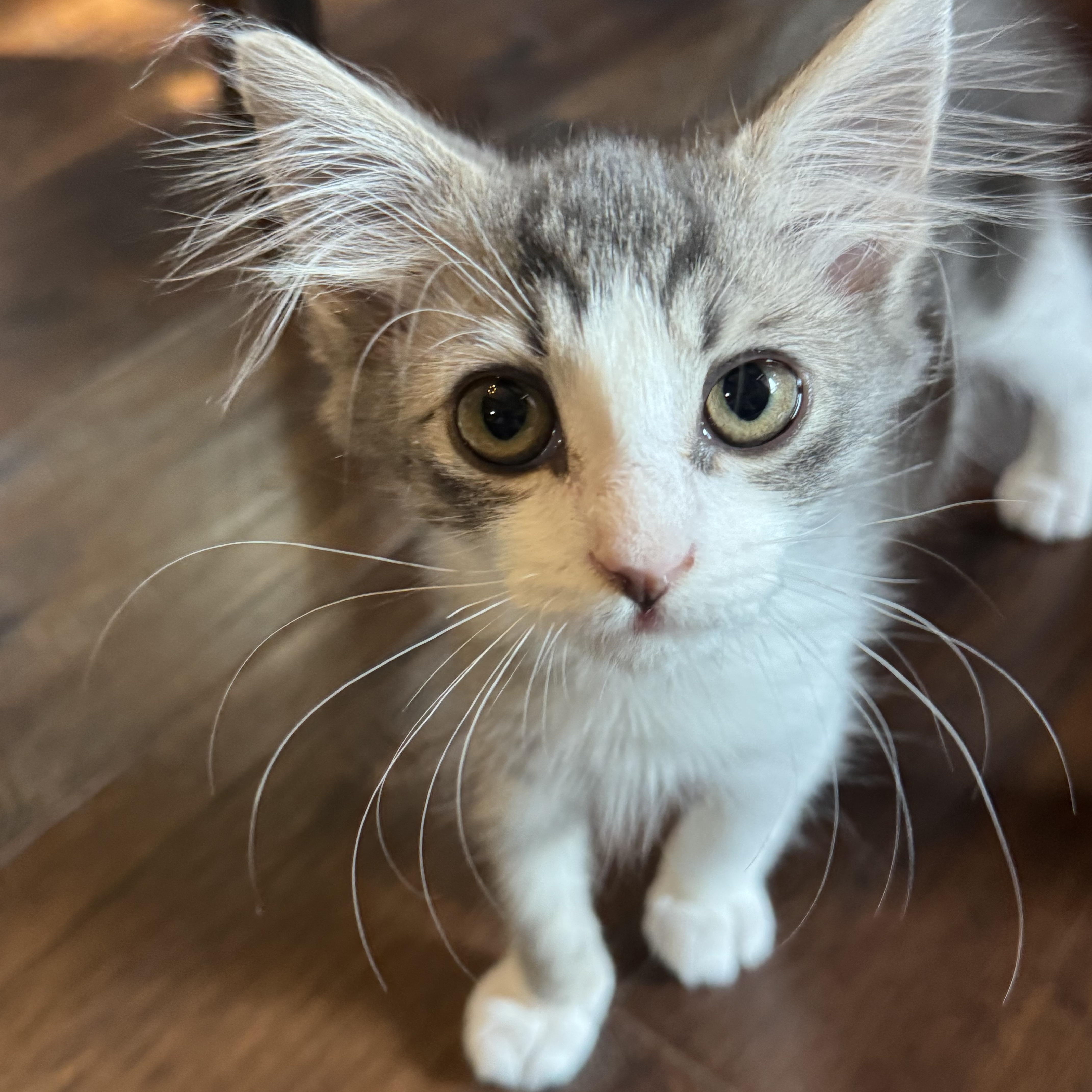 Enlarge Hyde, an adopted Tabby in Pasco, WA image 3/6