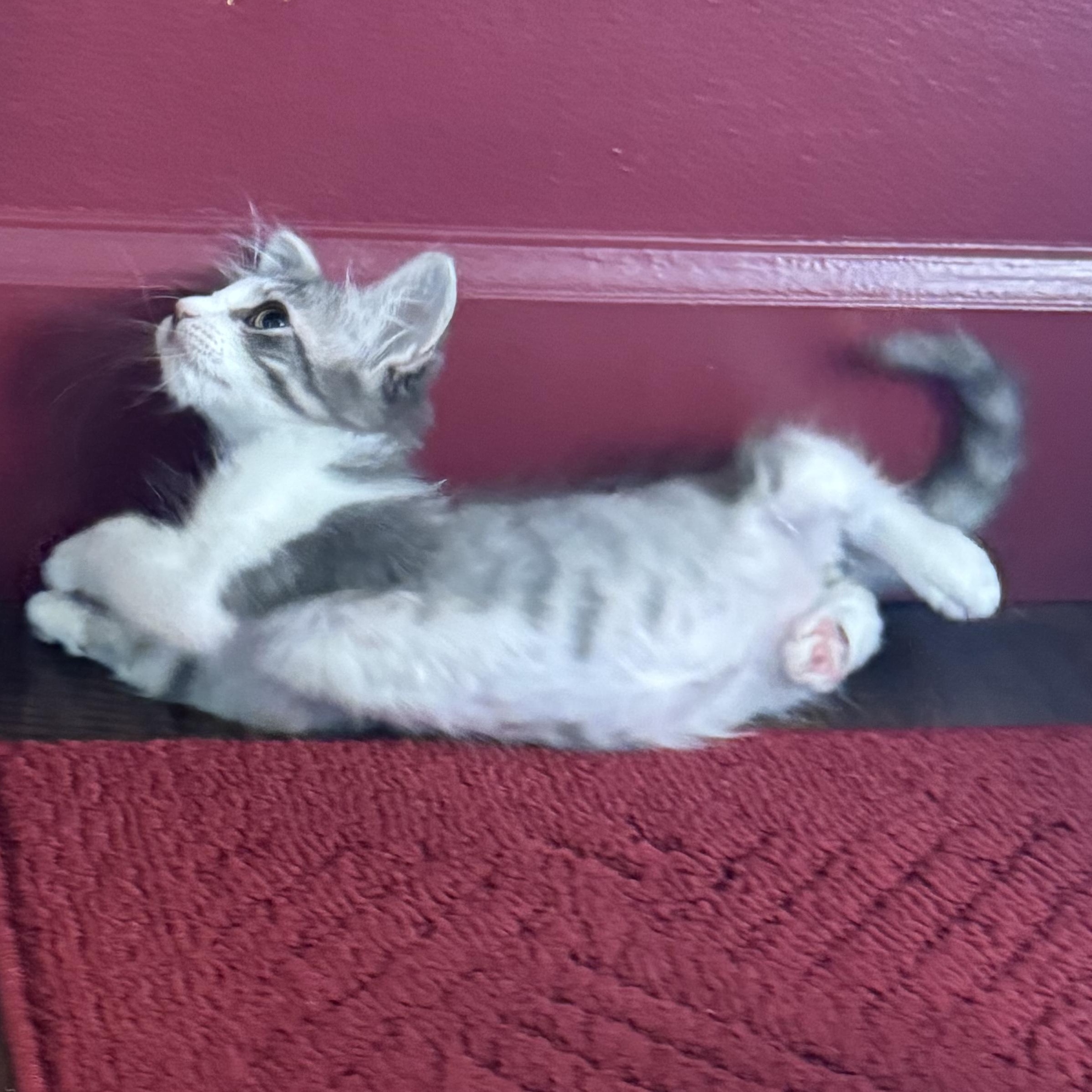 Enlarge Hyde, an adopted Tabby in Pasco, WA image 6/6