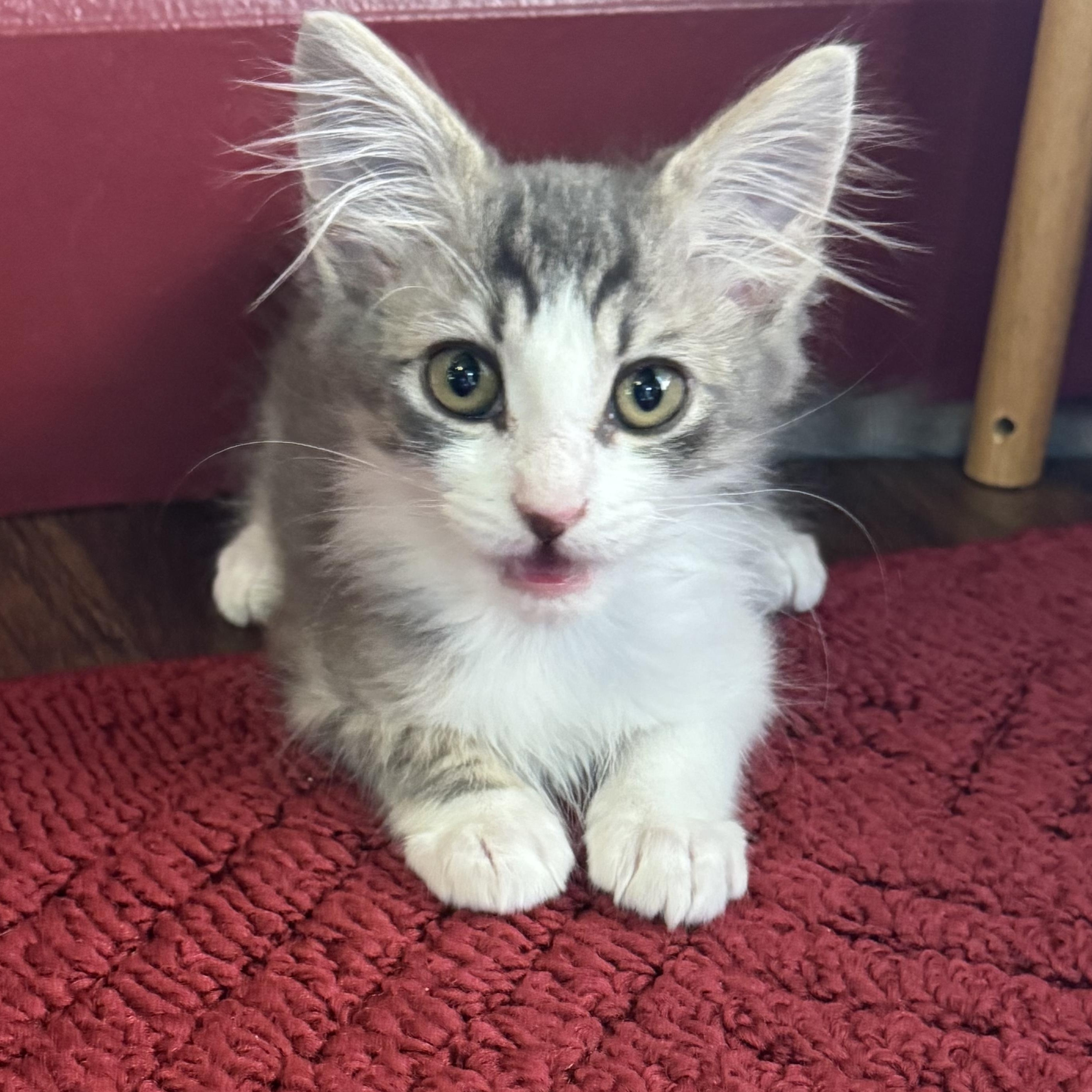 Enlarge Hyde, an adopted Tabby in Pasco, WA image 4/6