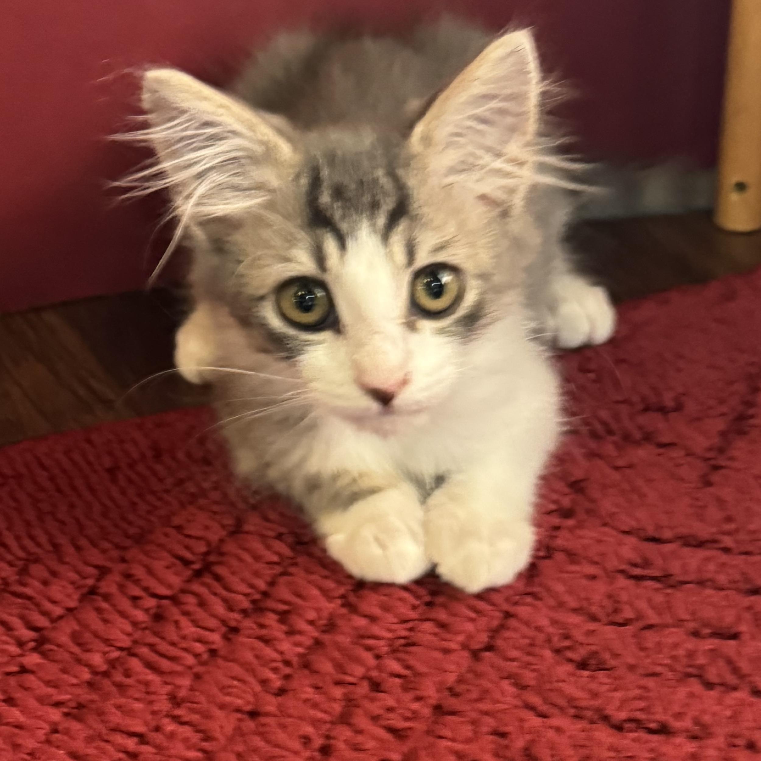 Enlarge Hyde, an adopted Tabby in Pasco, WA image 5/6