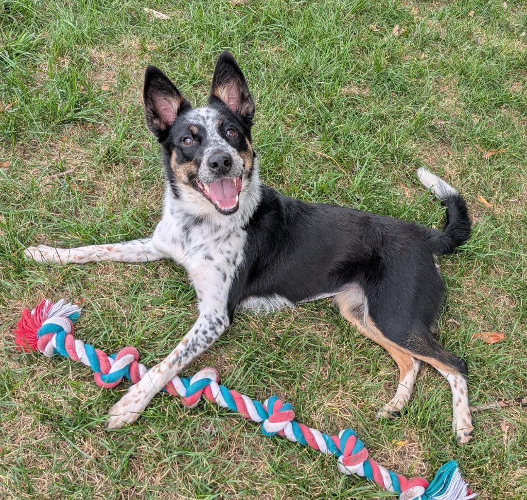 Paisley, Adoptable, Puppy Female Australian Cattle Dog / Blue Heeler.