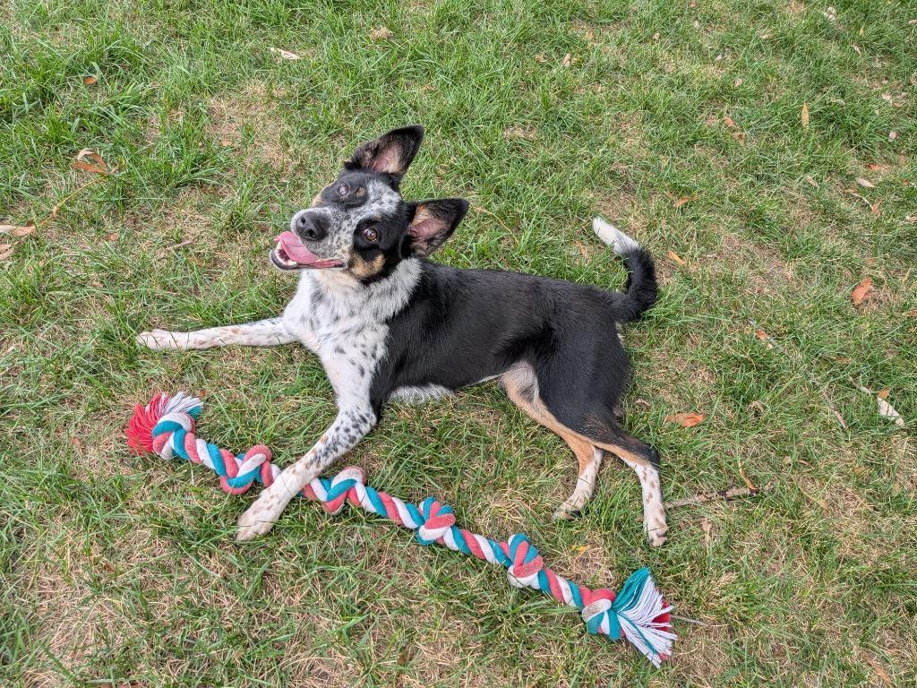 Enlarge Paisley, a Adoptable Australian Cattle Dog / Blue Heeler in Logan, UT image 2/4