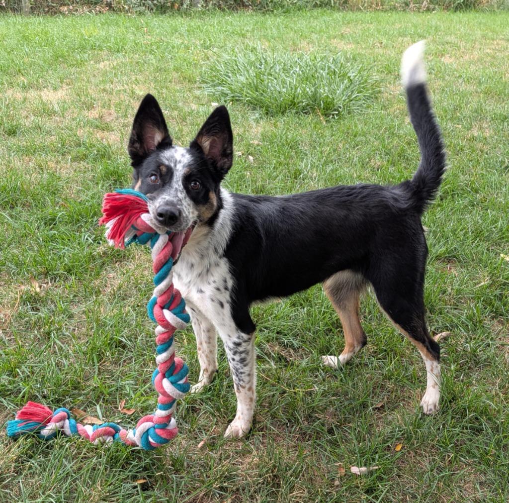 Enlarge Paisley, a Adoptable Australian Cattle Dog / Blue Heeler in Logan, UT image 3/4
