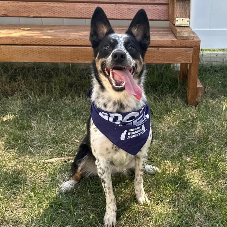 Enlarge Paisley, a Adoptable Australian Cattle Dog / Blue Heeler in Logan, UT image 1/1