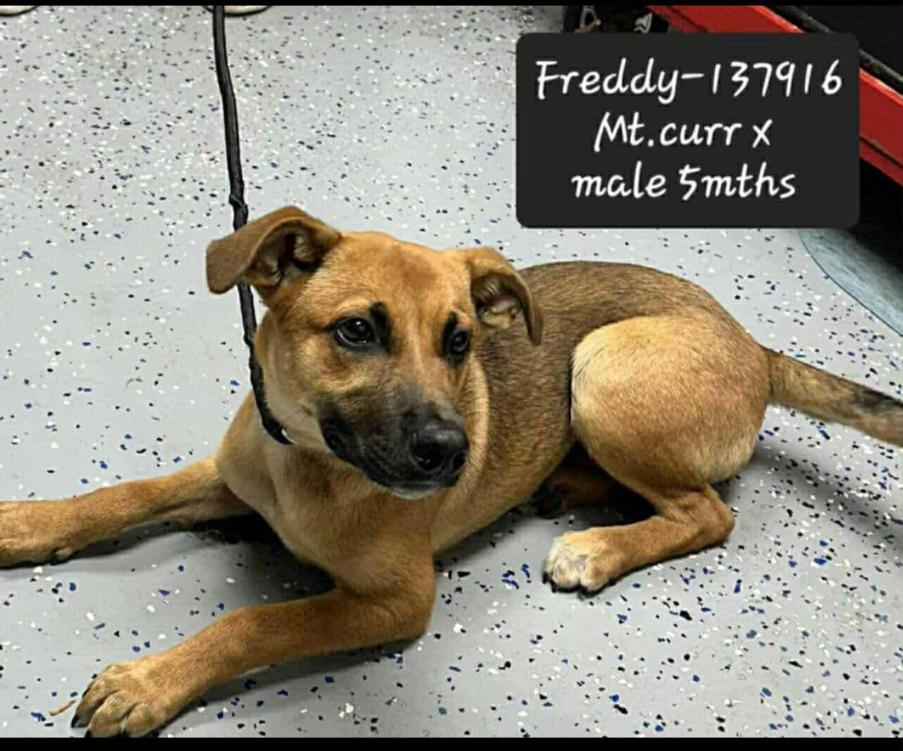 Freddy *Foster Needed*