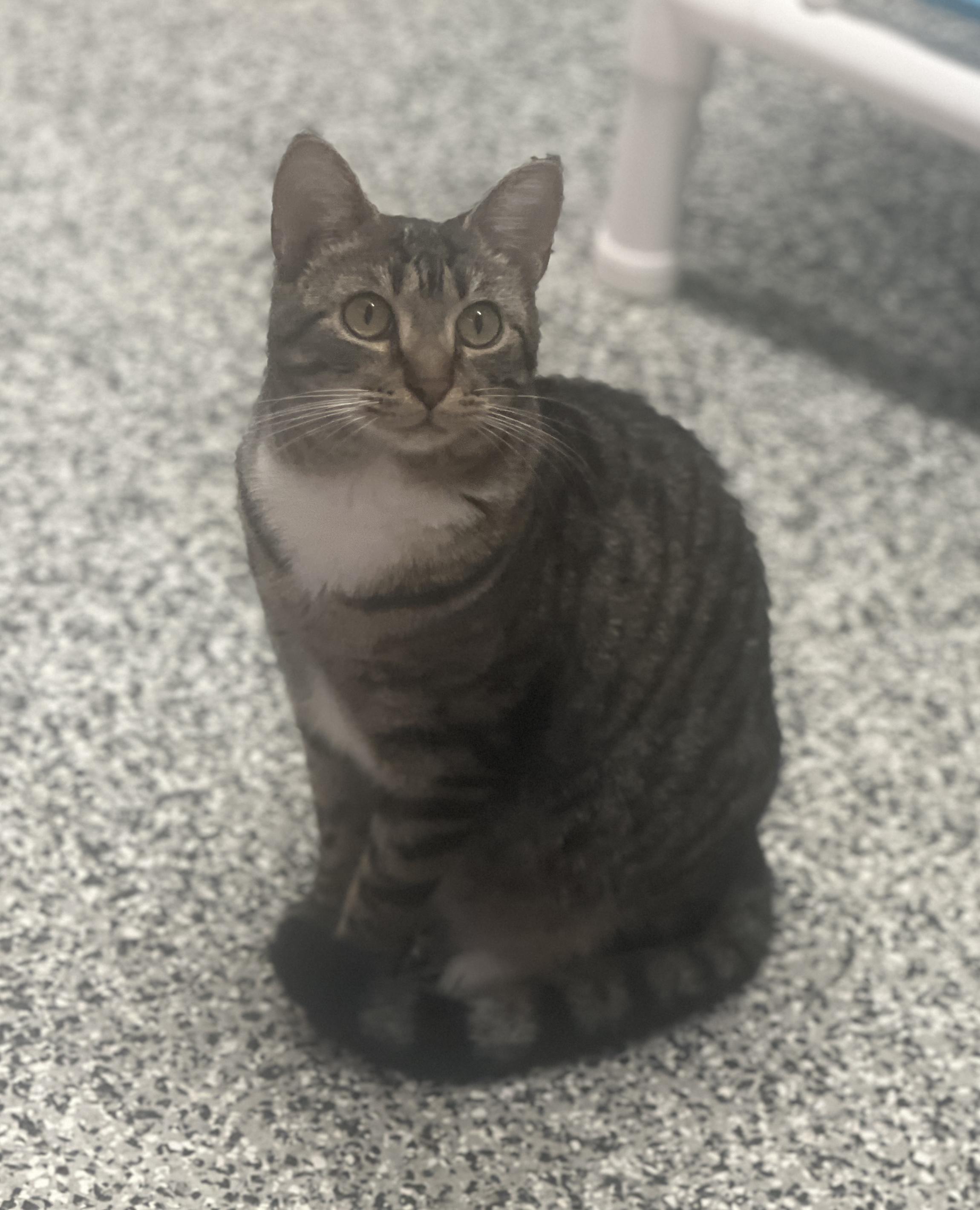 Enlarge Molly, a Adoptable Domestic Short Hair in Sautee Nacoochee, GA image 2/6