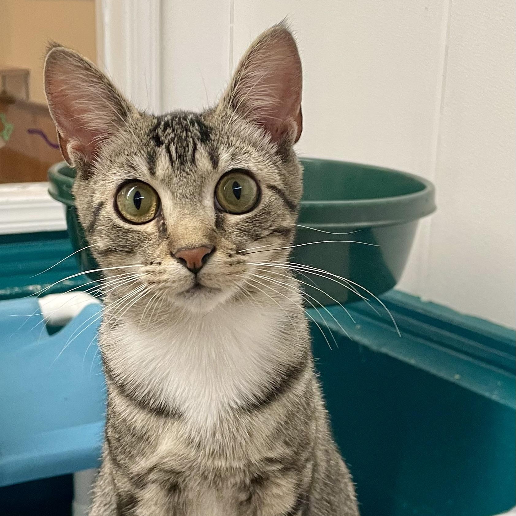 Enlarge Molly, a Adoptable Domestic Short Hair in Sautee Nacoochee, GA image 1/6