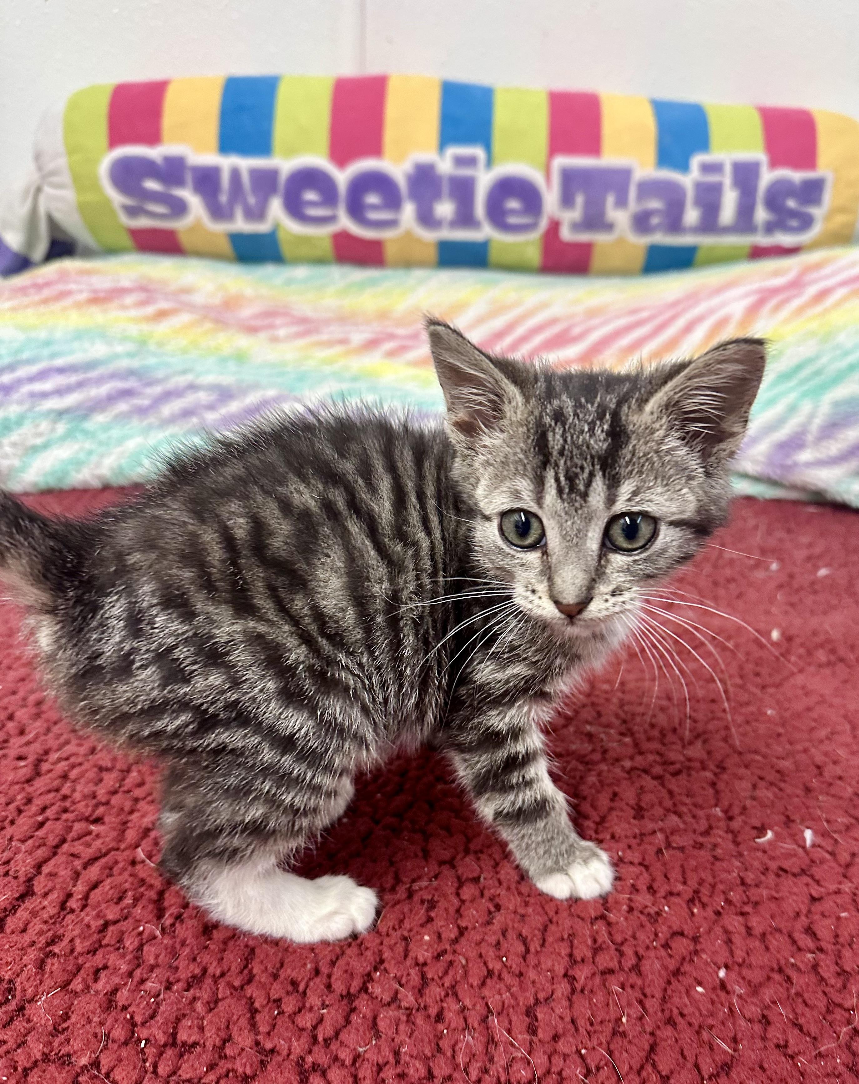 Enlarge Molly, a Adoptable Domestic Short Hair in Sautee Nacoochee, GA image 6/6