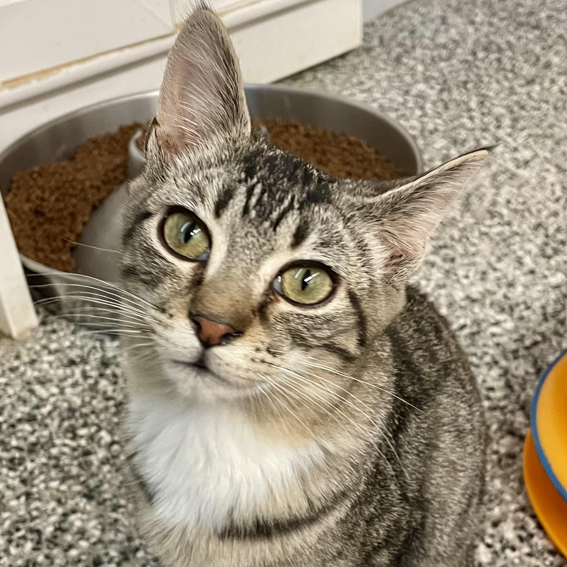 Enlarge Molly, a Adoptable Domestic Short Hair in Sautee Nacoochee, GA image 5/6