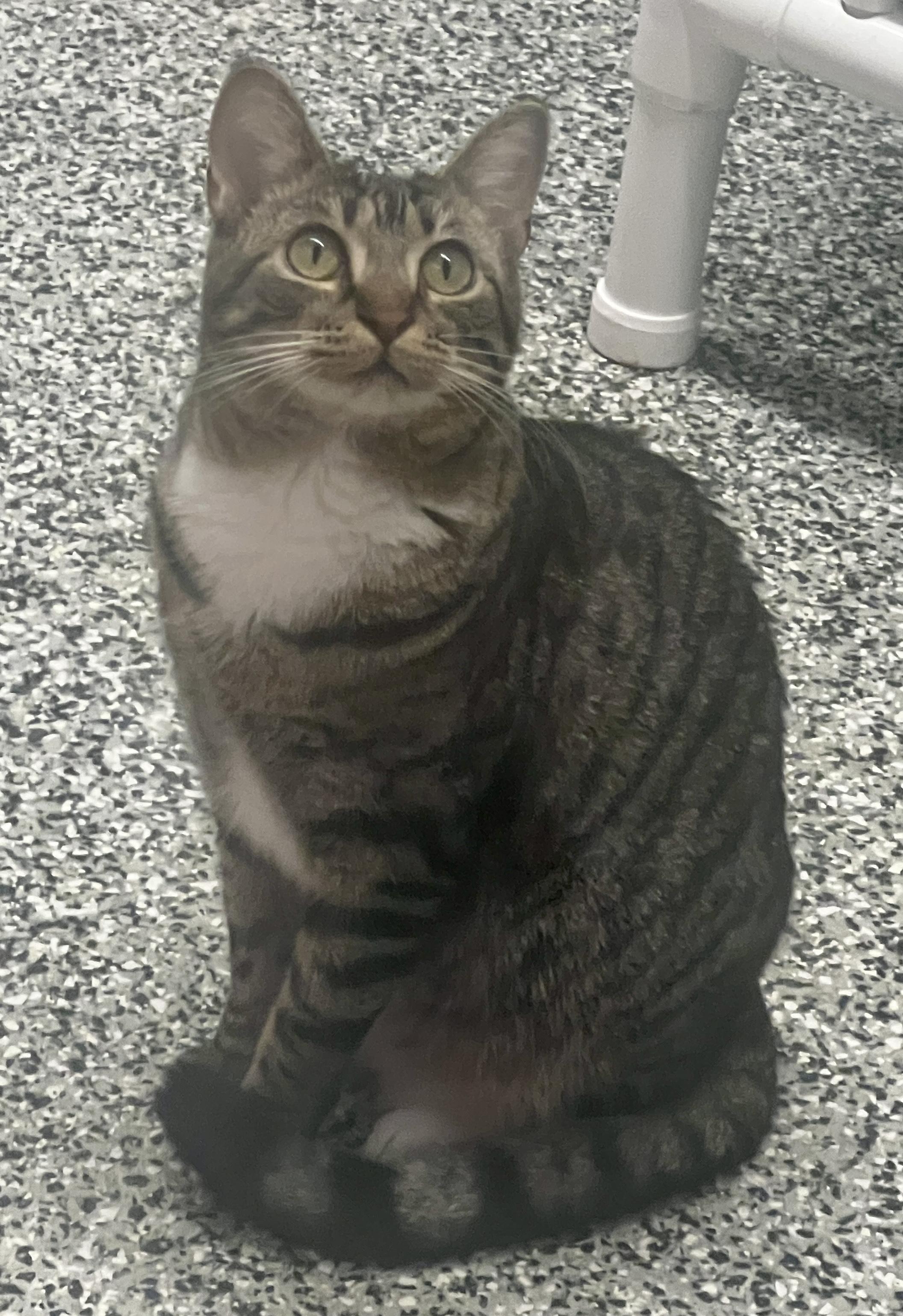 Enlarge Molly, a Adoptable Domestic Short Hair in Sautee Nacoochee, GA image 3/6