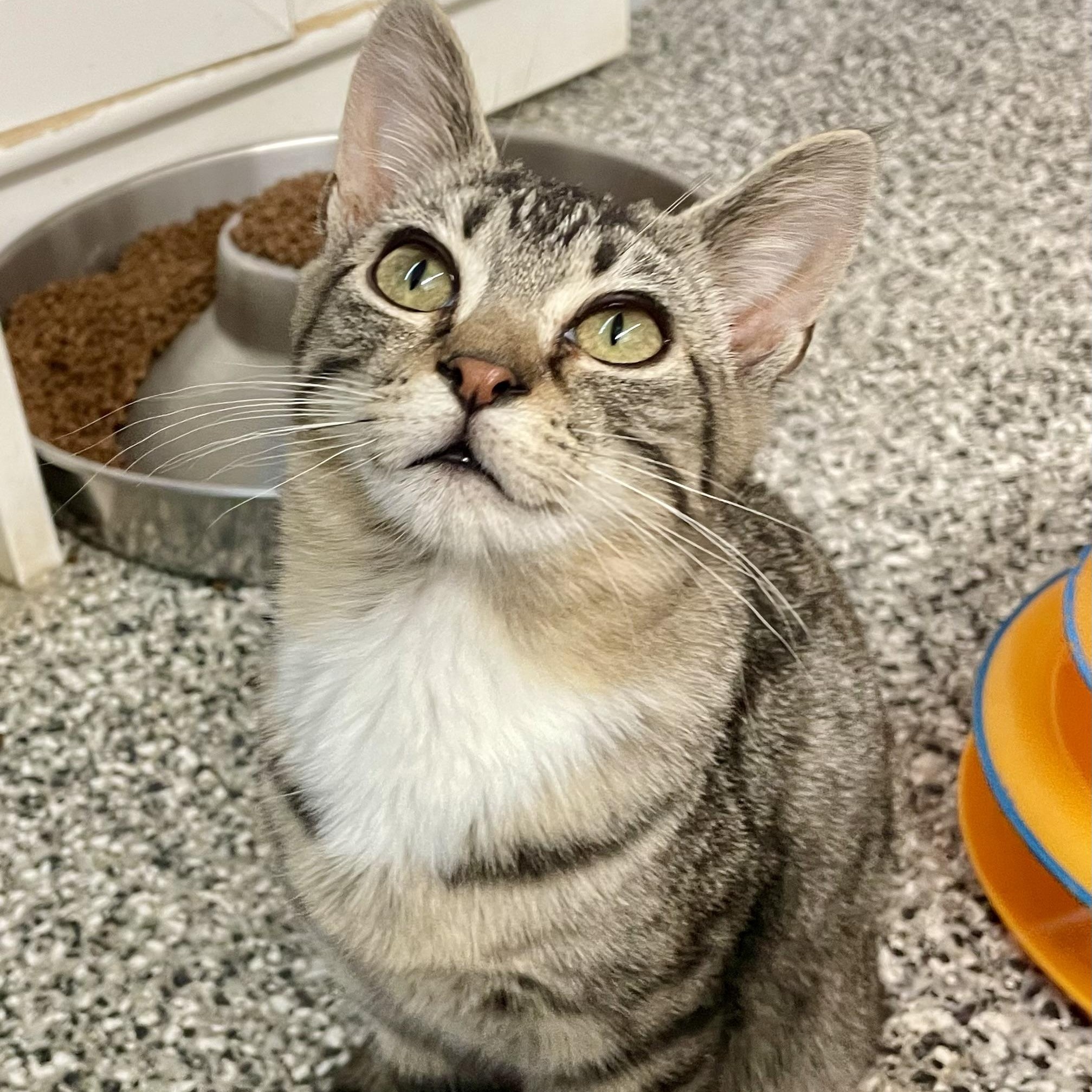 Enlarge Molly, a Adoptable Domestic Short Hair in Sautee Nacoochee, GA image 4/6