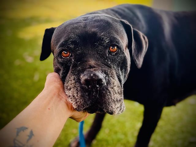 MARSHMALLOW, Adoptable, Adult Female Cane Corso.