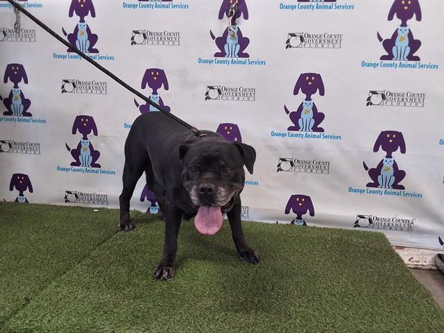 Enlarge MARSHMELLOW, a Adoptable Cane Corso in Orlando, FL image 1/1
