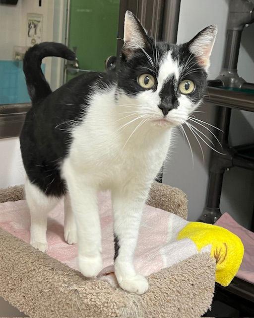 Coco, Adopted, Senior Female Domestic Short Hair.