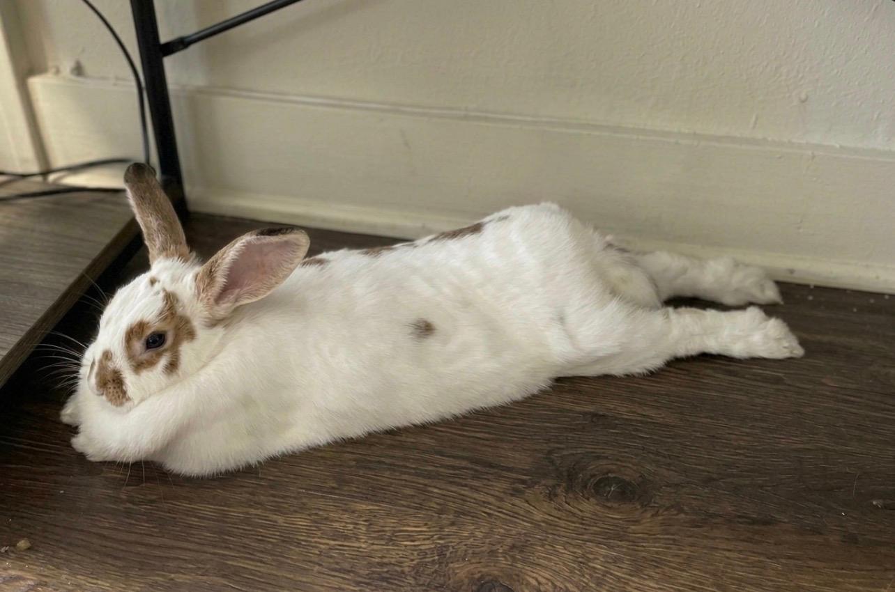 Sally, Adoptable, Adult Female English Spot & Bunny Rabbit.