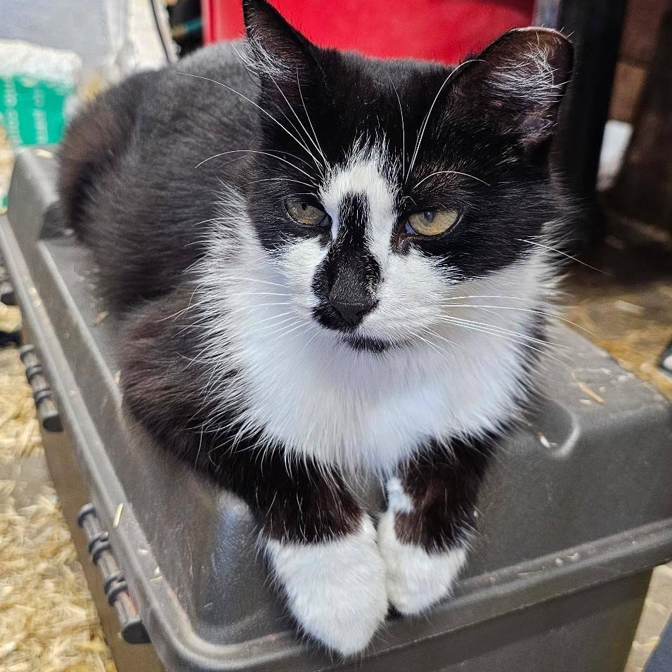 Sylvestra, a Adopted Domestic Short Hair in Warren, MI image 1/3