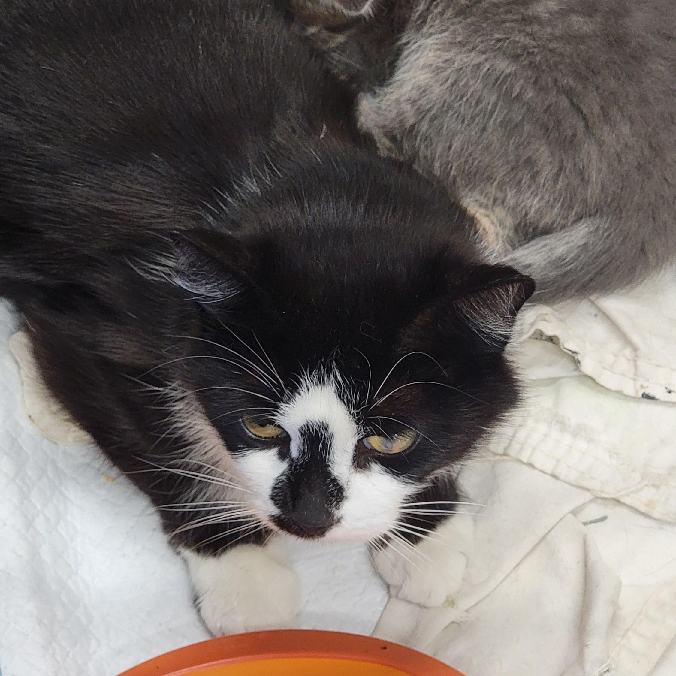 Sylvestra, a Adopted Domestic Short Hair in Warren, MI image 3/3