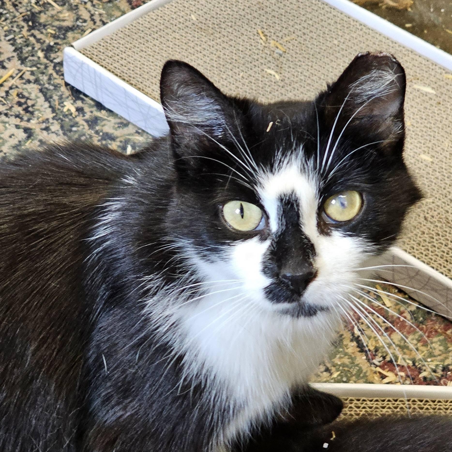 Sylvestra, a Adopted Domestic Short Hair in Warren, MI image 2/3