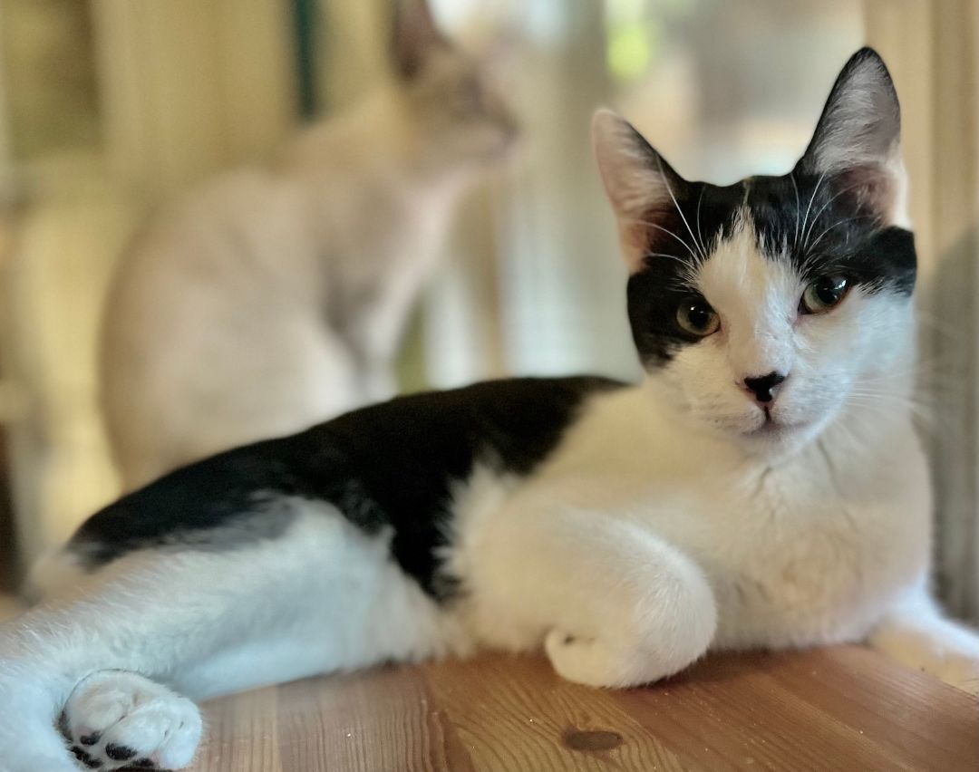 Greta T, a Adoptable Domestic Short Hair in Fort Worth, TX image 1/12