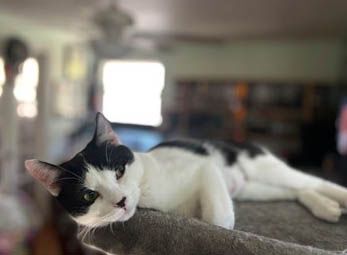 Greta T, a Adoptable Domestic Short Hair in Fort Worth, TX image 2/12