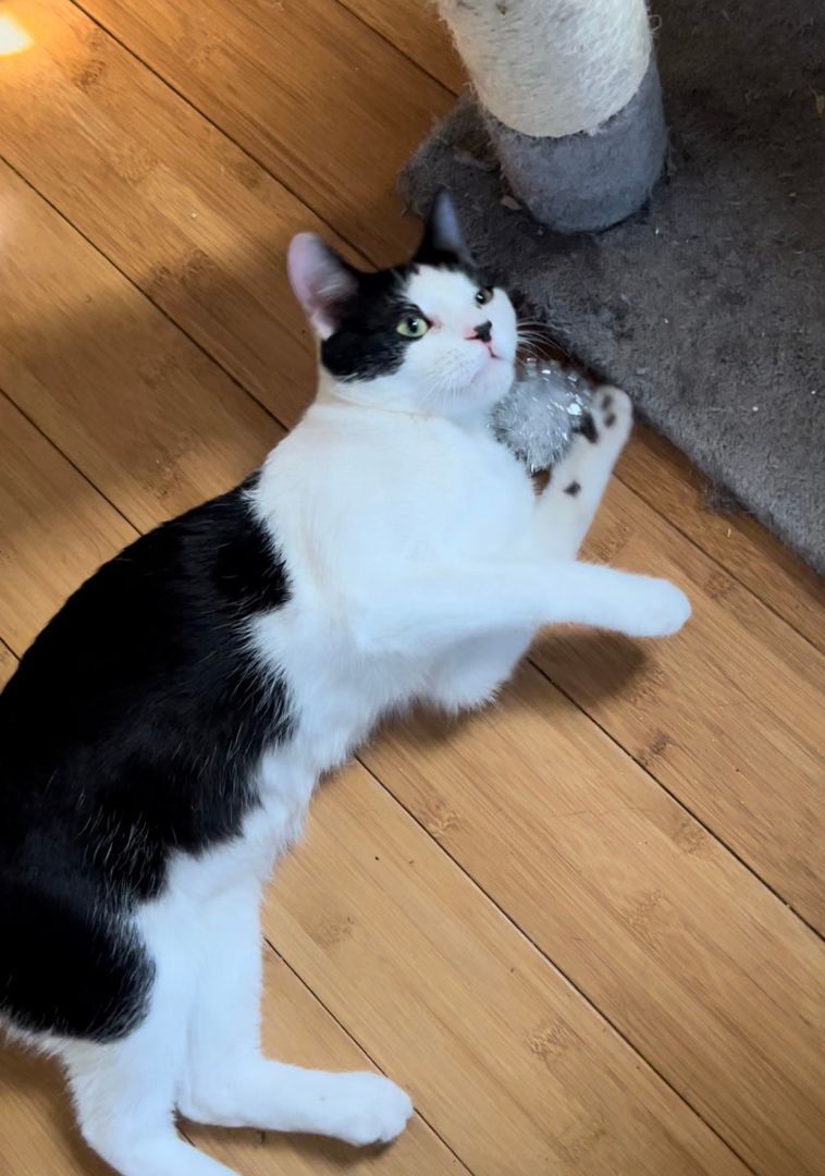 Greta T, a Adoptable Domestic Short Hair in Fort Worth, TX image 3/12