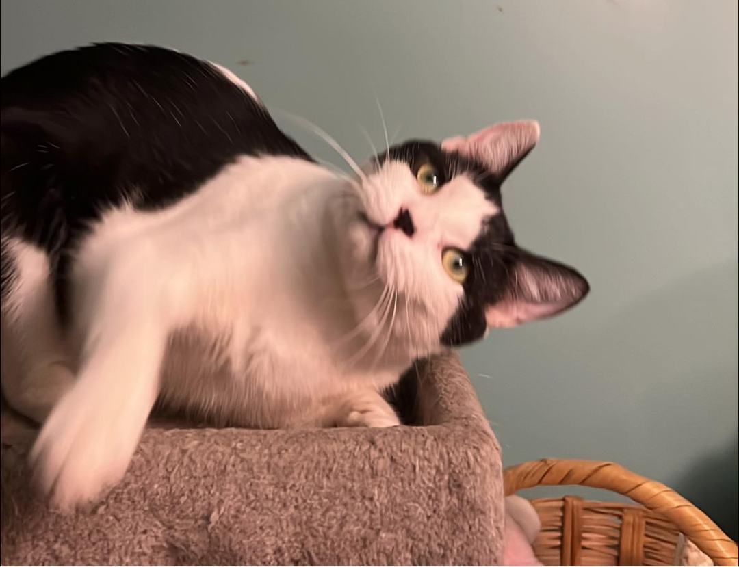 Greta T, a Adoptable Domestic Short Hair in Fort Worth, TX image 4/12