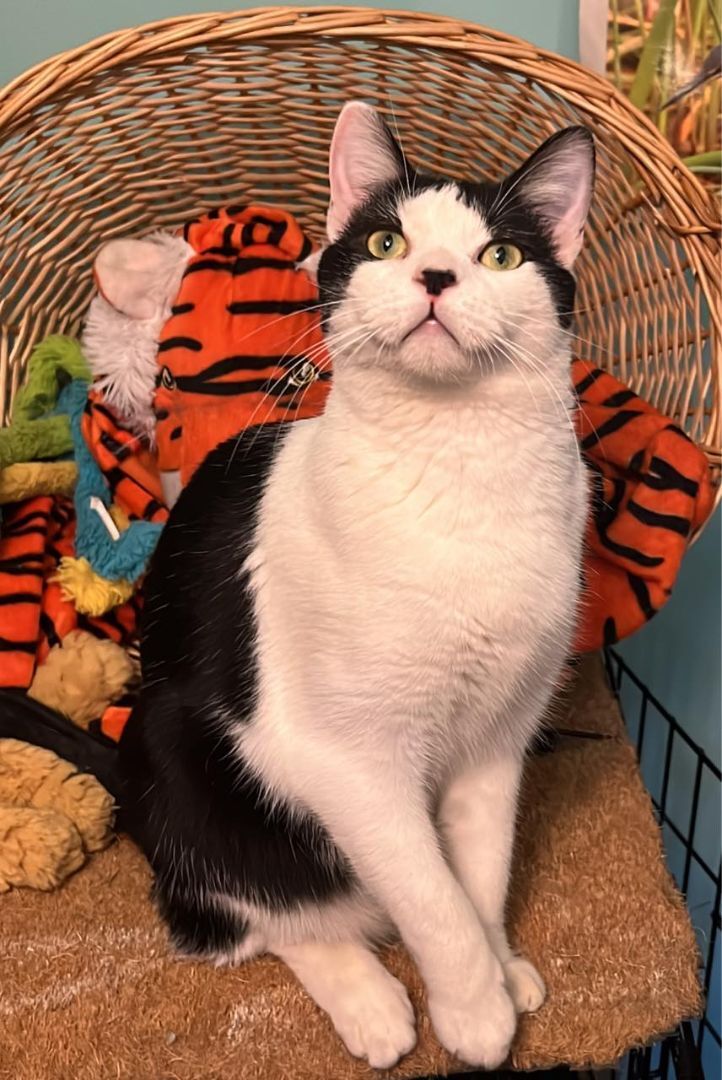 Greta T, a Adoptable Domestic Short Hair in Fort Worth, TX image 5/12