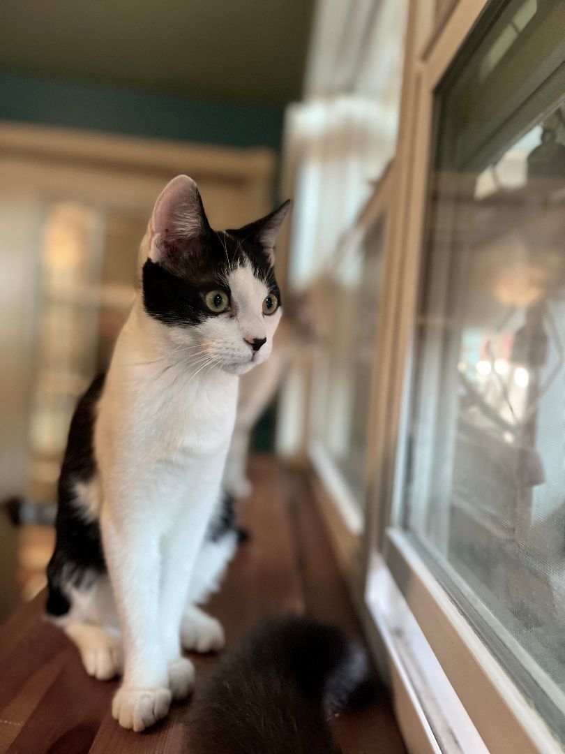 Greta T, a Adoptable Domestic Short Hair in Fort Worth, TX image 6/12