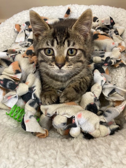 Cat for adoption - Coco Puff, a Domestic Short Hair in Medina, OH