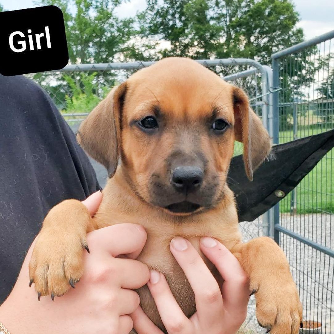 Annie, an adoptable Boxer & Doberman Pinscher Mix in Albany, NY_image-1