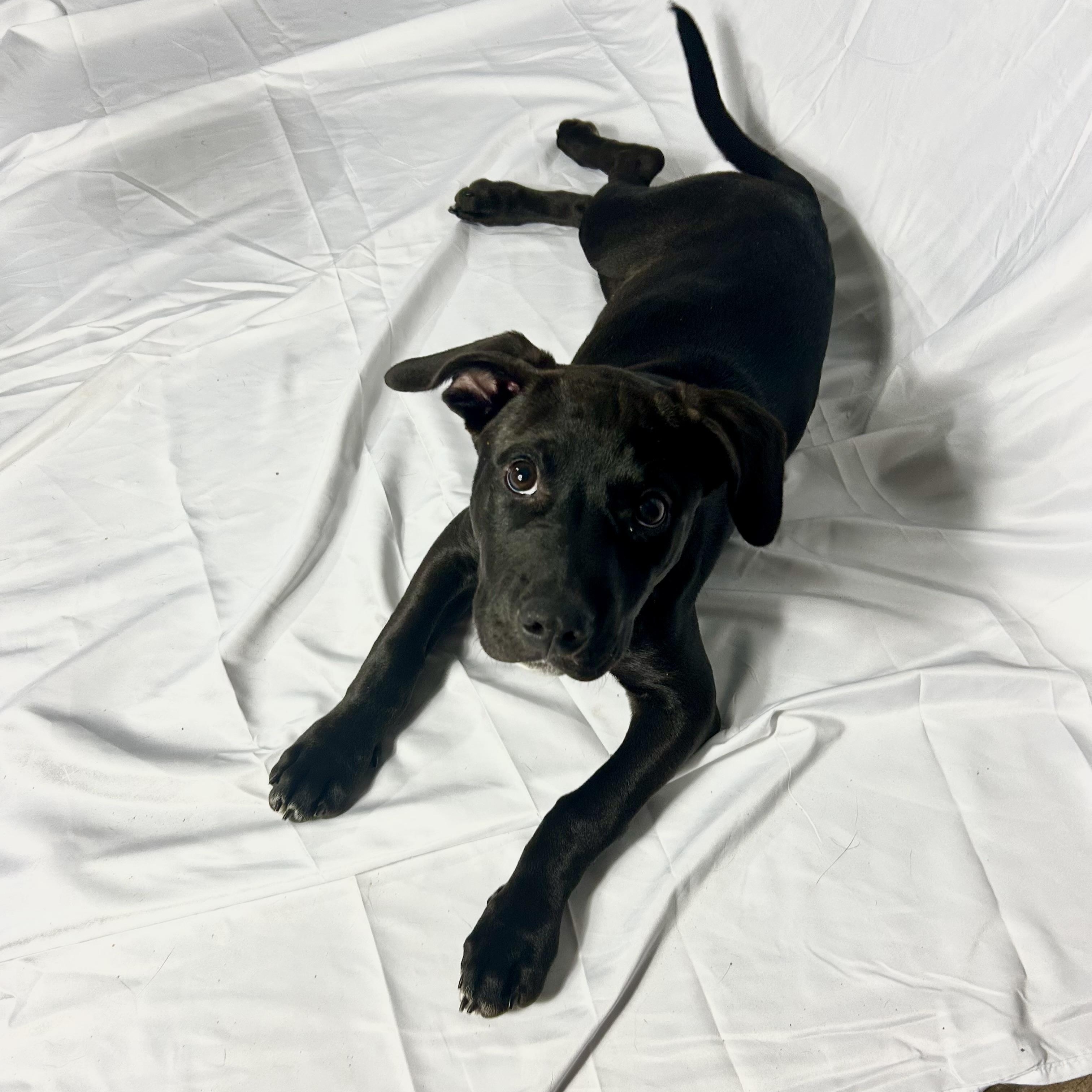 Enlarge Orbit, an adopted mixed breed in MADISON, AL image 2/4