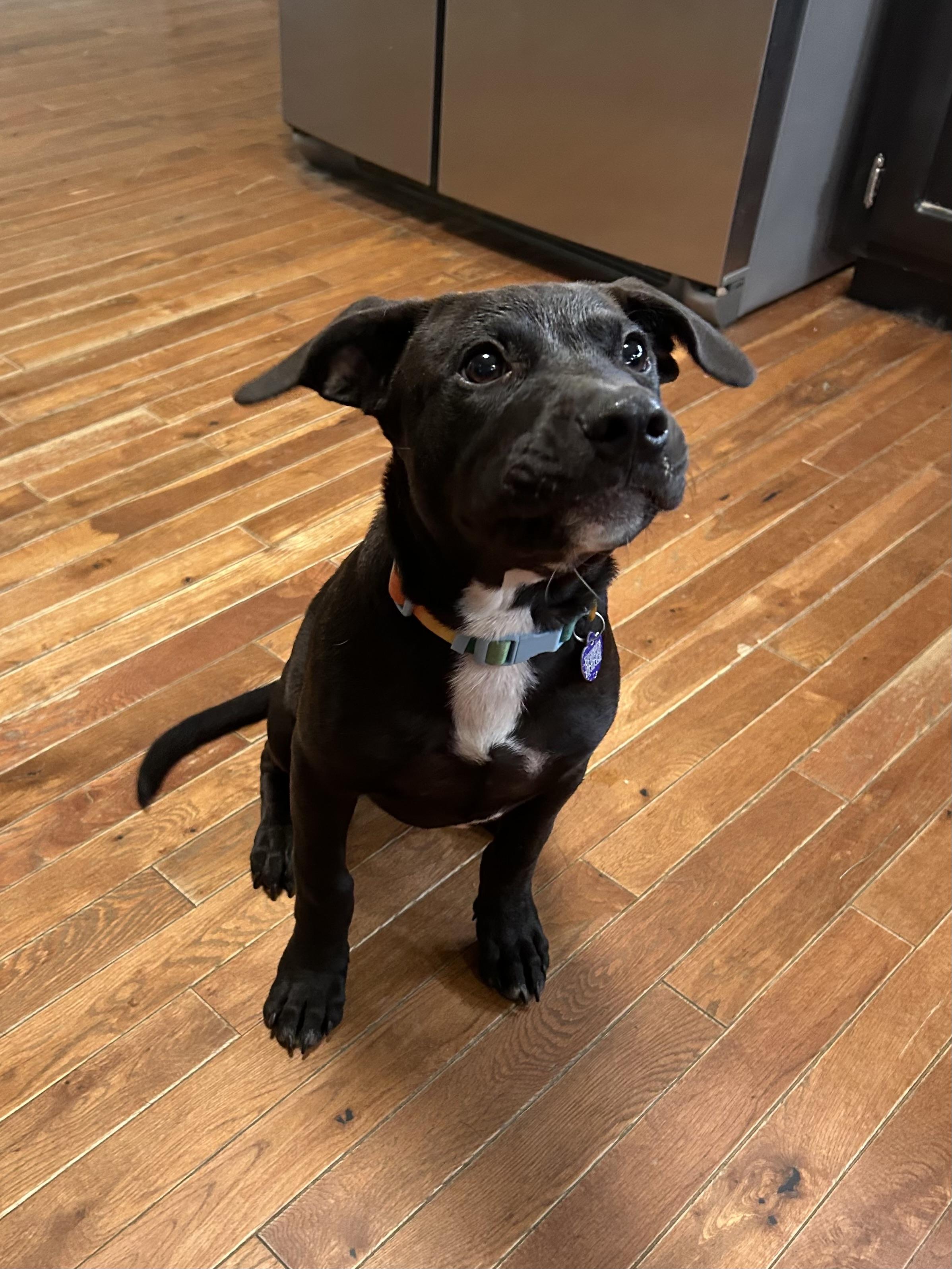 Enlarge Orbit, an adopted mixed breed in MADISON, AL image 1/4