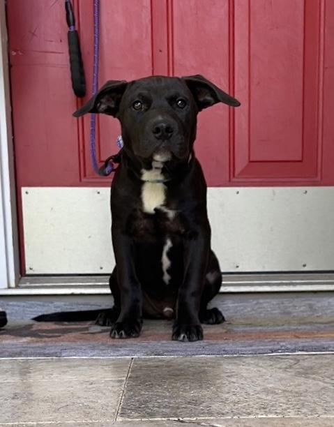 Enlarge Orbit, an adopted mixed breed in MADISON, AL image 3/4