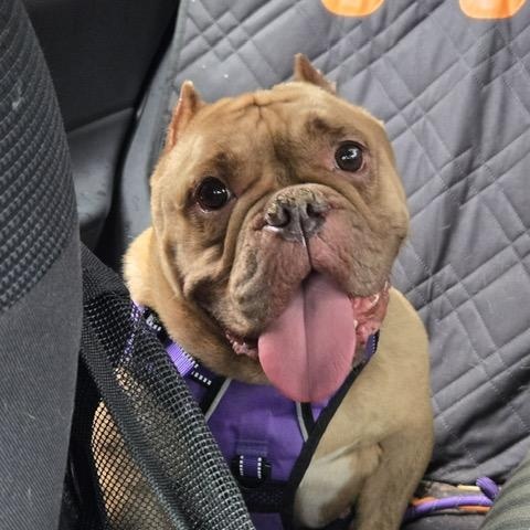 Enlarge Betty Jo, a Adoptable mixed breed in Chicago, IL image 2/5