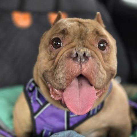 Betty Jo, Adoptable, Adult Female Bulldog.