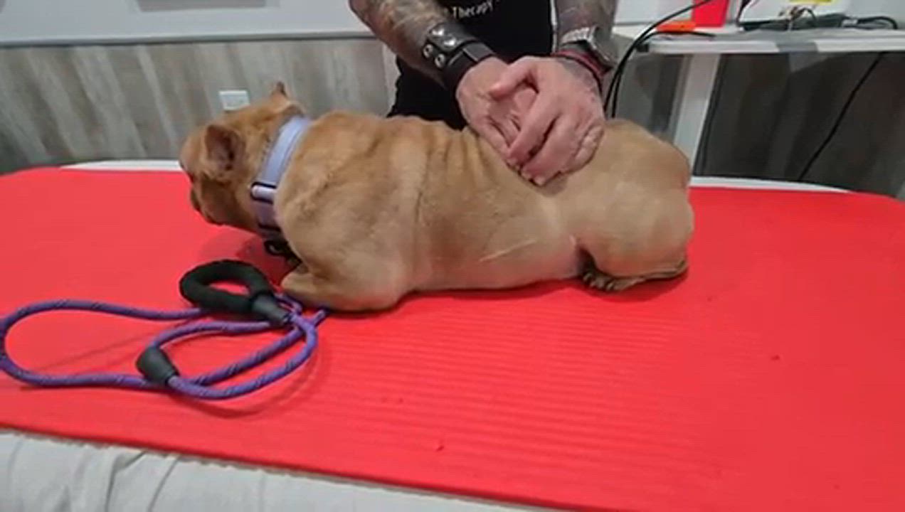 Enlarge Betty Jo, a Adoptable mixed breed in Chicago, IL video 5/5