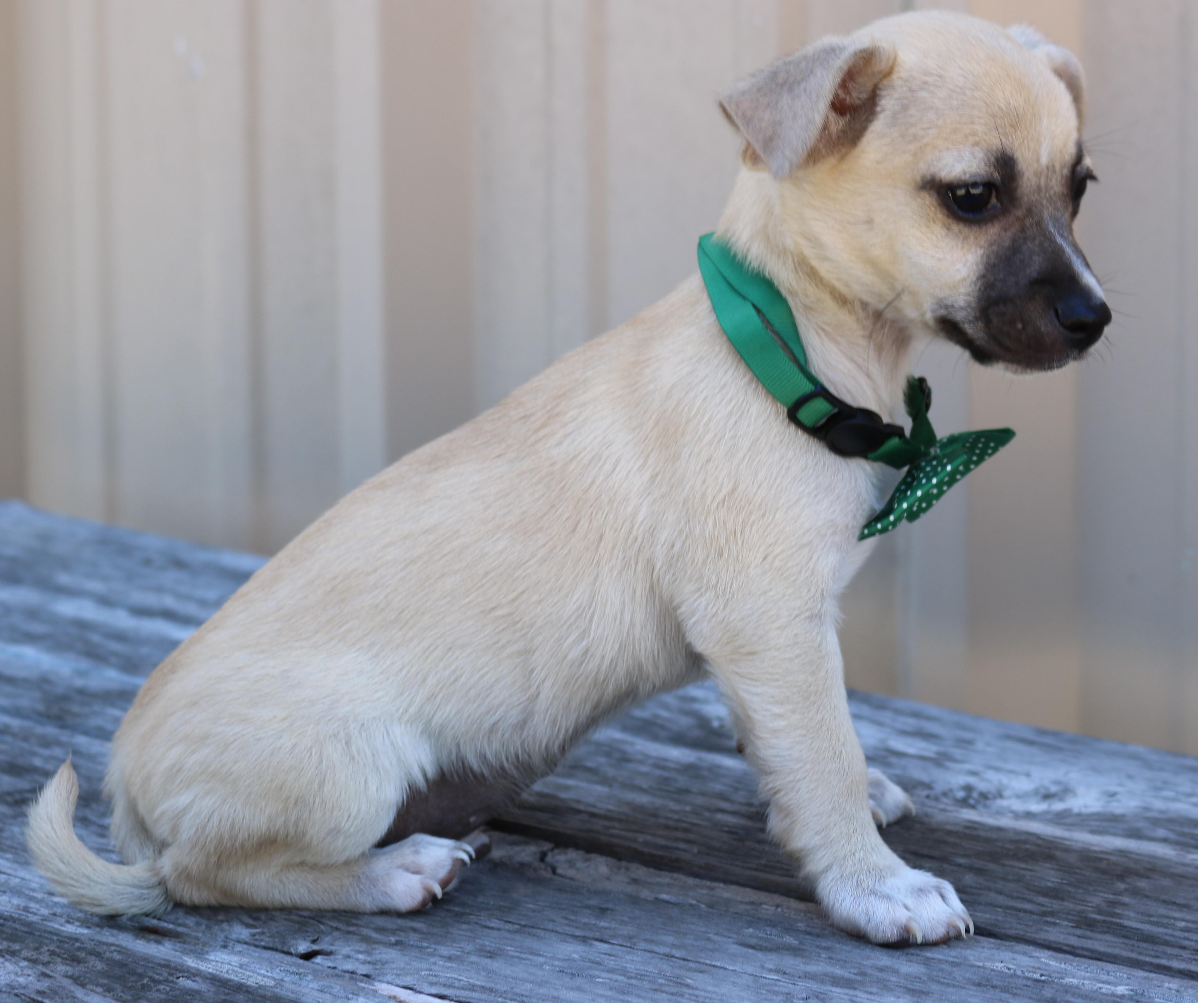 Enlarge Flicker, a ADOPTABLE mixed breed in Bandera, TX image 4/5
