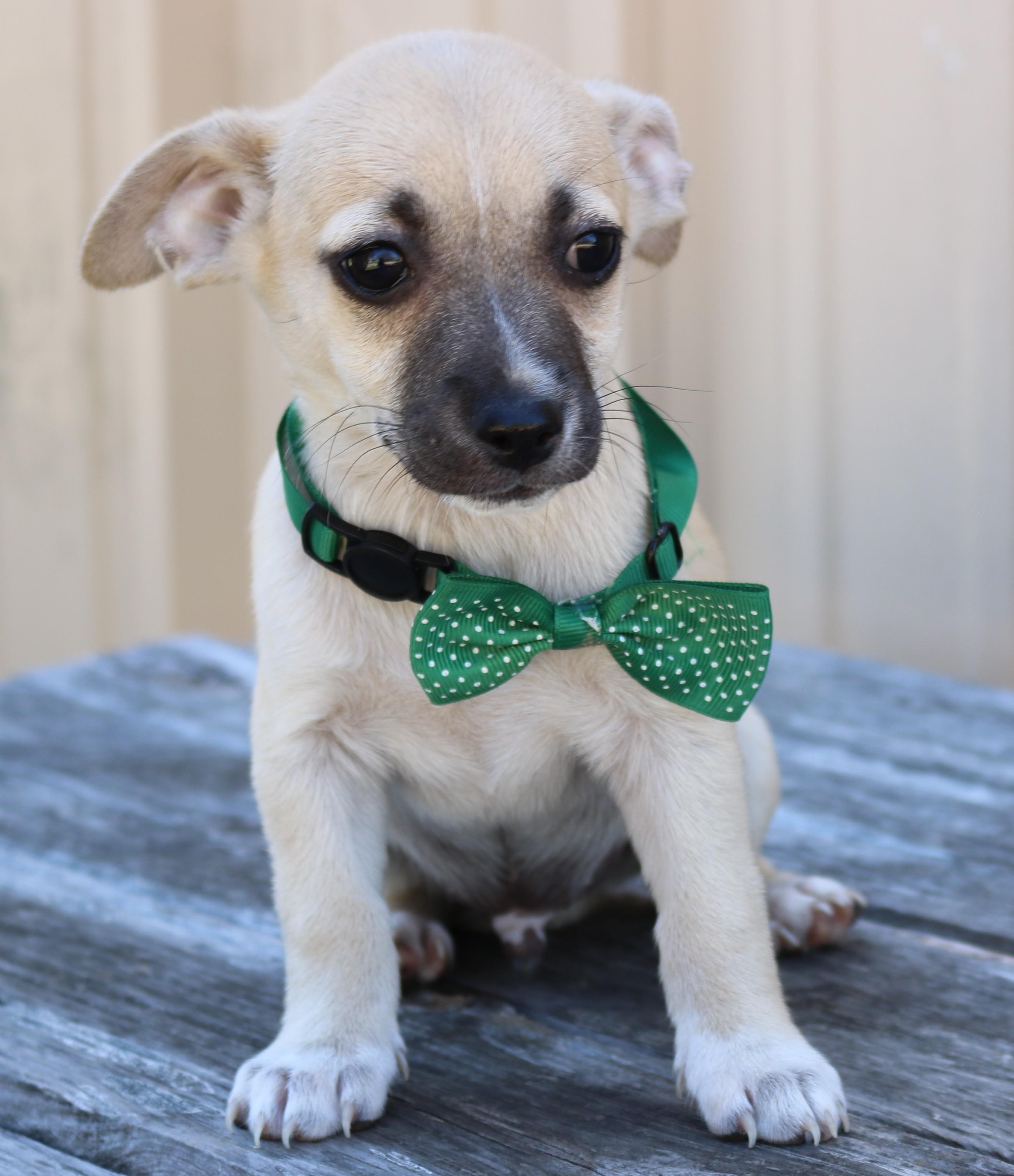 Enlarge Flicker, a ADOPTABLE mixed breed in Bandera, TX image 3/5