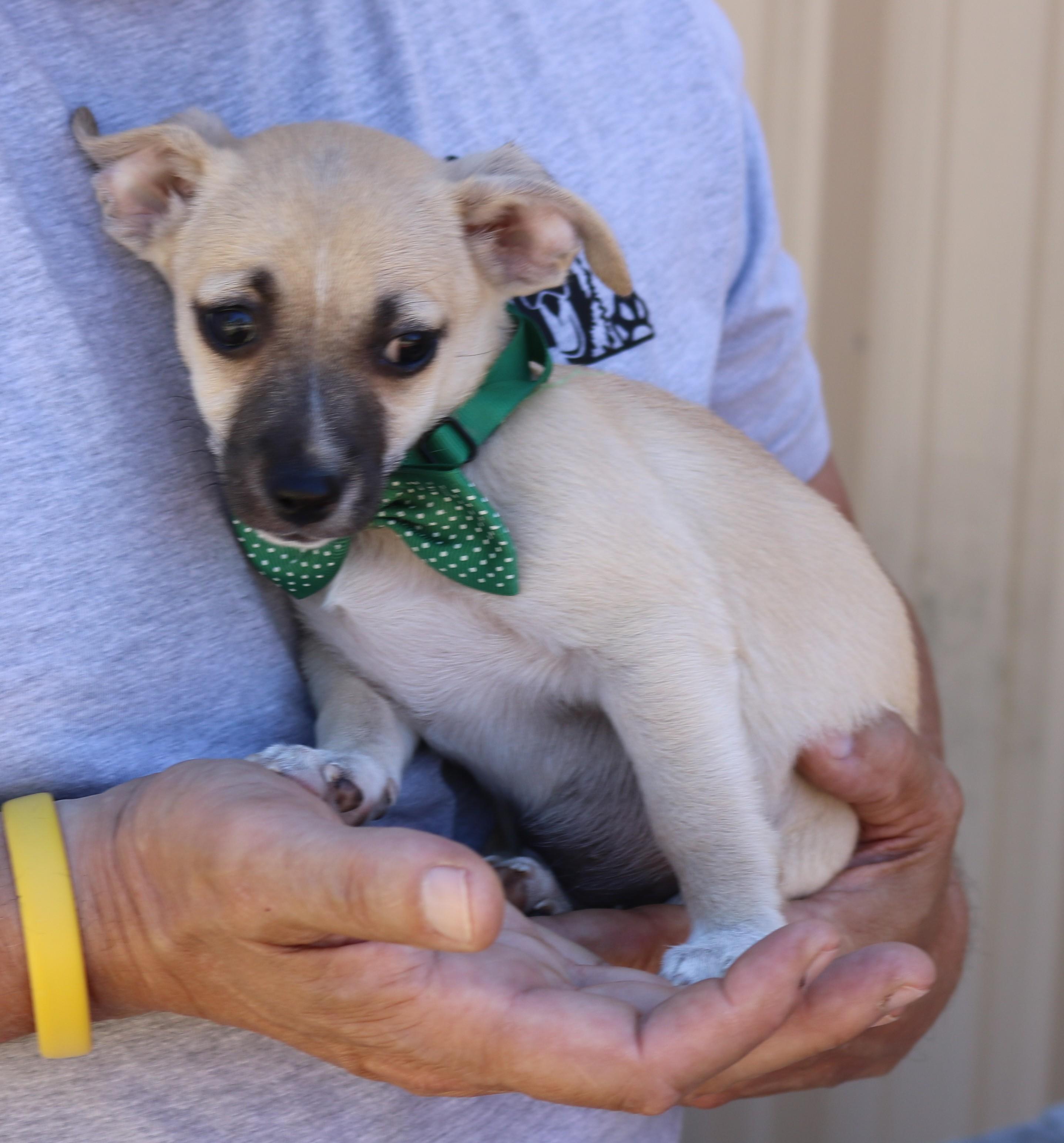 Enlarge Flicker, a ADOPTABLE mixed breed in Bandera, TX image 2/5