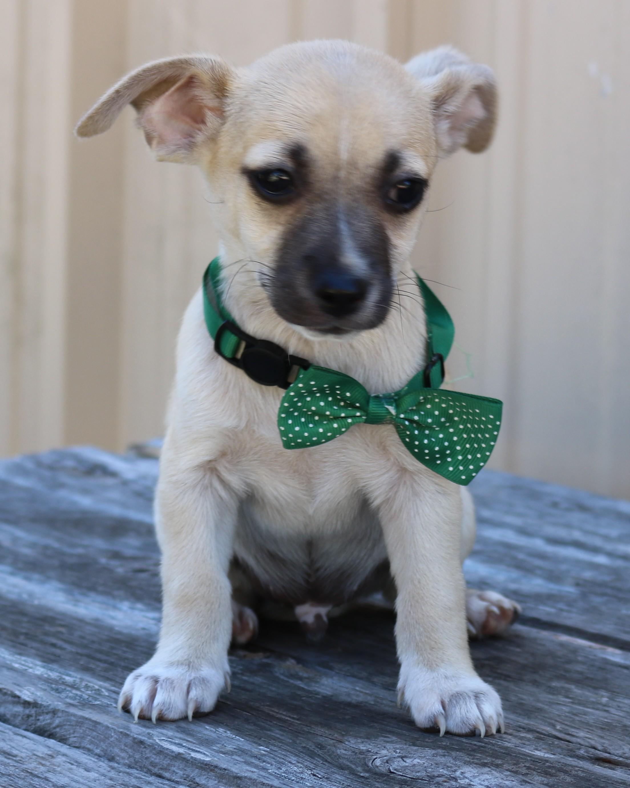 Enlarge Flicker, a ADOPTABLE mixed breed in Bandera, TX image 5/5
