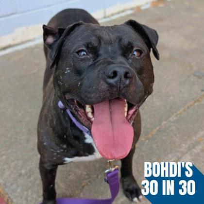 Rambo, a Adoptable mixed breed in Richmond, VA image 2/3