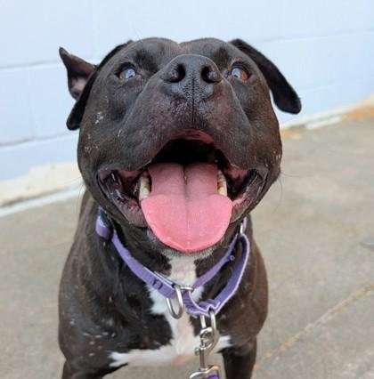 Rambo, a Adoptable mixed breed in Richmond, VA image 3/3