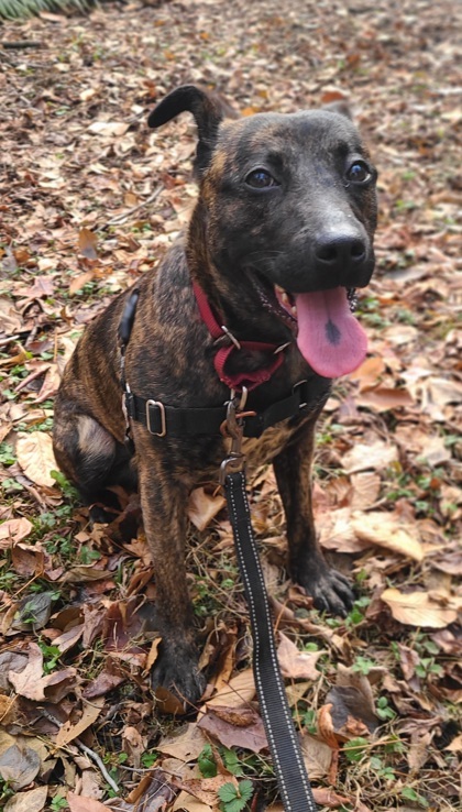 Enlarge Hennessy, a Adoptable mixed breed in Annapolis, MD image 1/5