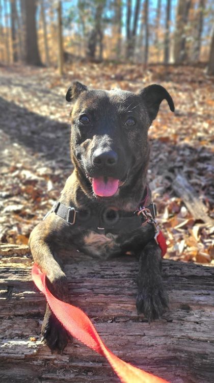 Enlarge Hennessy, a Adoptable mixed breed in Annapolis, MD image 2/5