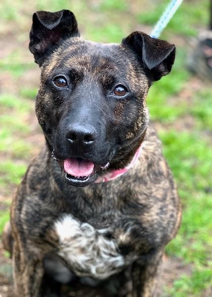 Hennessy, Adoptable, Young Female Dutch Shepherd.