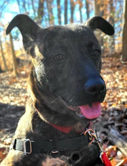 Enlarge Hennessy, a Adoptable mixed breed in Annapolis, MD image 3/5