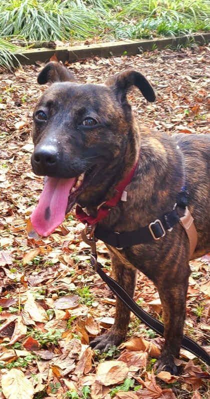 Enlarge Hennessy, a Adoptable mixed breed in Annapolis, MD image 4/5