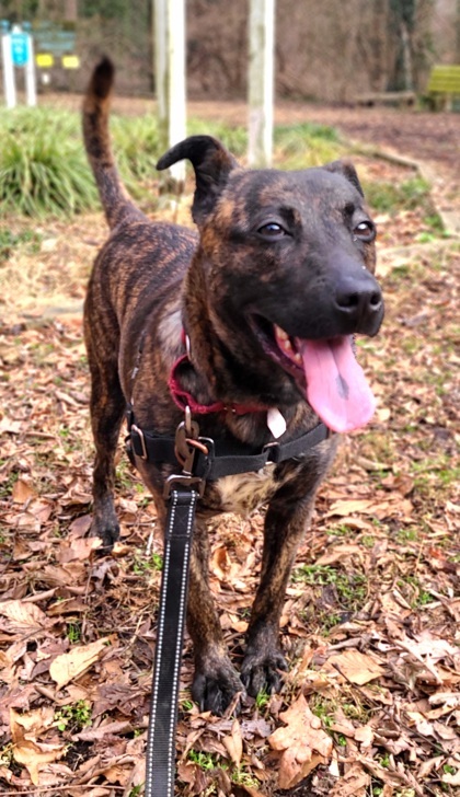 Enlarge Hennessy, a Adoptable mixed breed in Annapolis, MD image 5/5