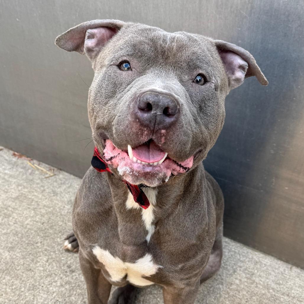 Cullen, Adoptable, Young Male Mixed Breed.