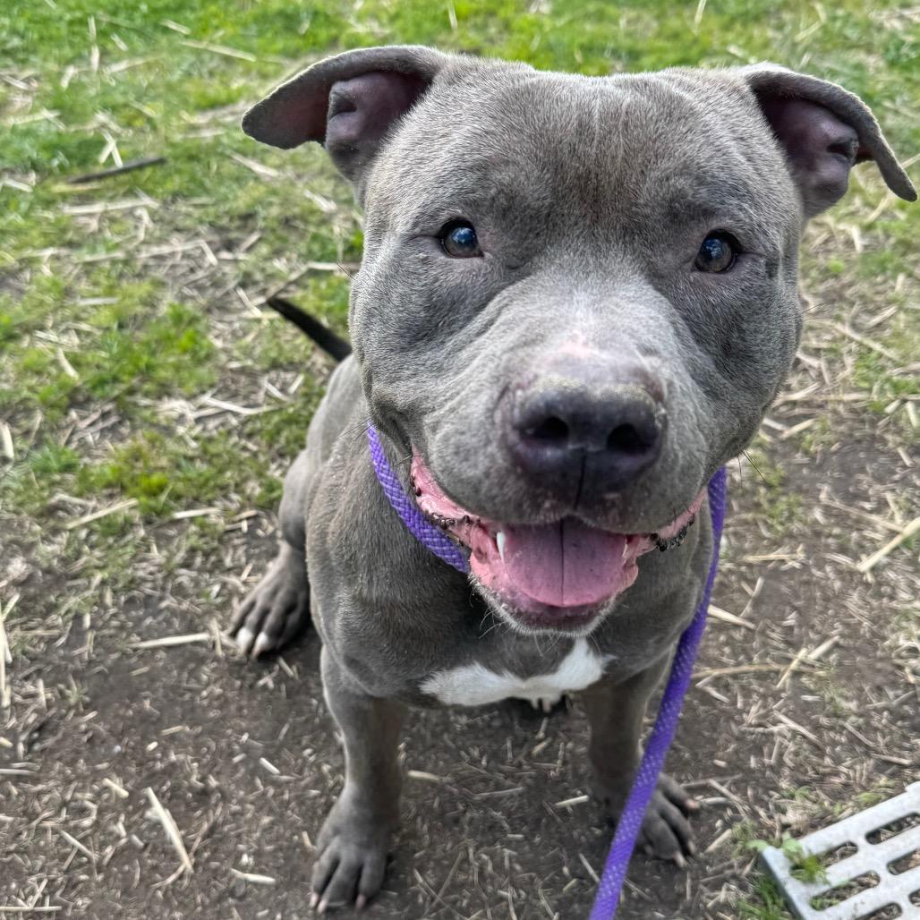 Cullen, a Adoptable Mixed Breed in Wheeling, IL image 2/6